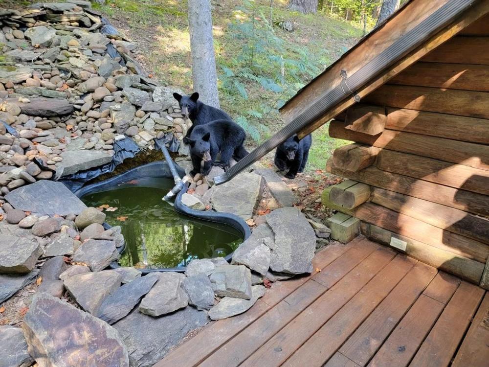 Very Private, Real Log Cabin With Hot Tub! Севьервилл Экстерьер фото